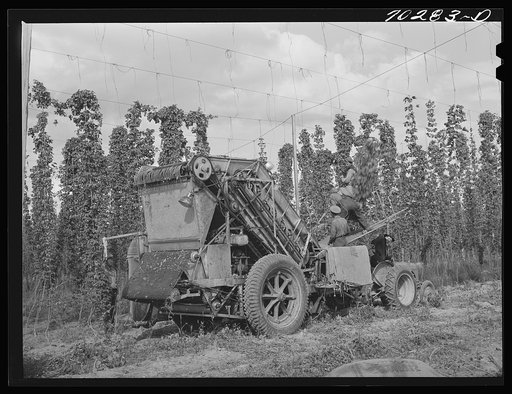 Portable-type mechanical hop picker. Yakima County, Washington