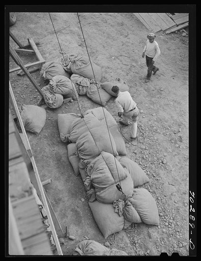Untitled photo, possibly related to: Sacked green hops. Yakima County, Washington