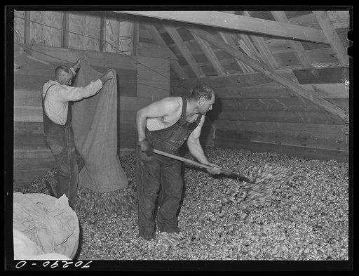 Sprending out green hops in drying room of kiln. Yakima County, Washington