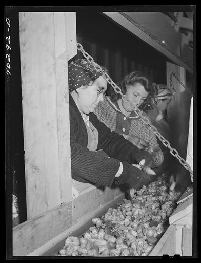 Repickers after hops have gone through mechanical pickers. Yakima County, Washington