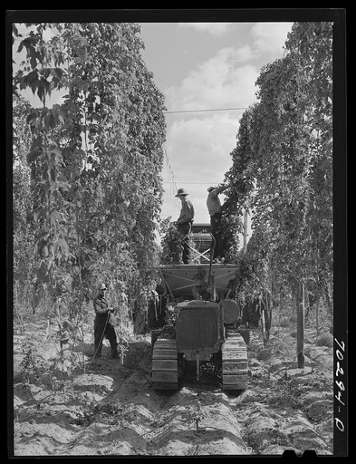 Portable-type mechanical hop picker in the field. Yakima County, Washington