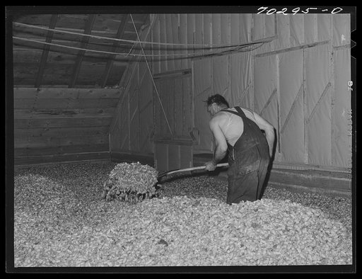 Green hops are spread thirty-two inches deep in the drying room of kiln. Yakima County, Washington