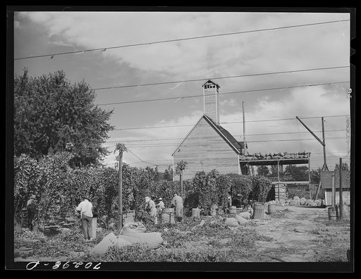 Untitled photo, possibly related to: Hop pickers. Yakima County, Washington