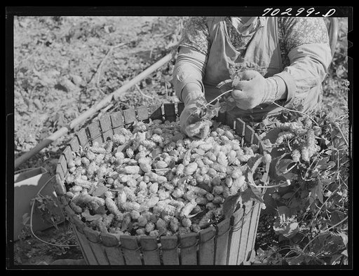 Hop picker and basket. Yakima County, Washington