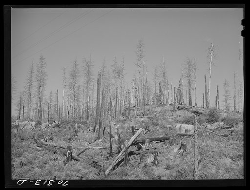 Burned over forest land. Clatsop County, Oregon