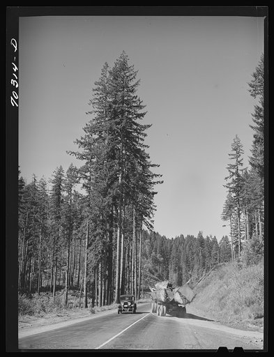 Giant logs being transported to mill by truck-trailer. Clatsop County, Oregon