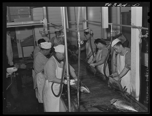 Gutting tuna at the Columbia River Packing Association. Astoria, Oregon