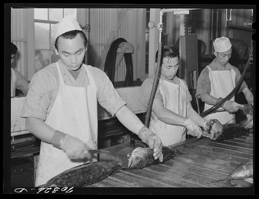 Gutting tuna at the Columbia River Packing Association. Astoria, Oregon