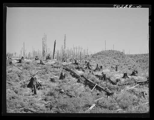 Cut-over forest land. Clatsop County, Oregon