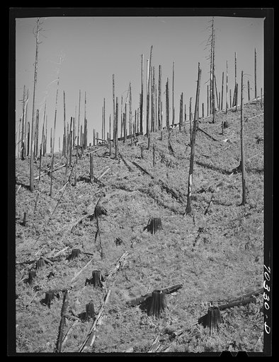 Burned over forest land. Clatsop County, Oregon