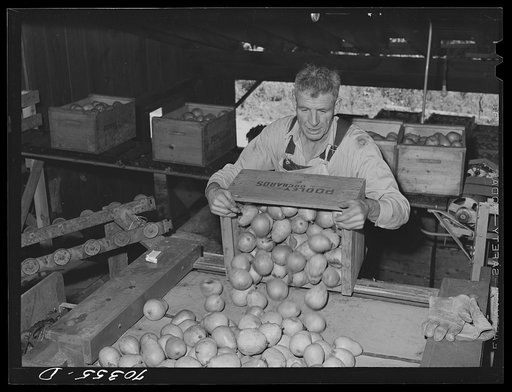 Dumping freshly-picked pears into chute which leads to washing vats. Hood River, Oregon