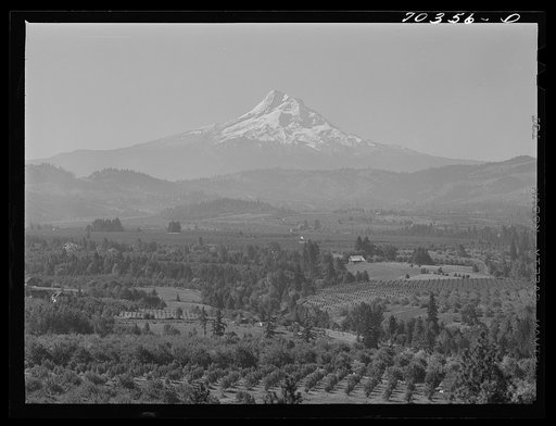 Orchards in Hood River Valley. Mount Hood in background. Oregon