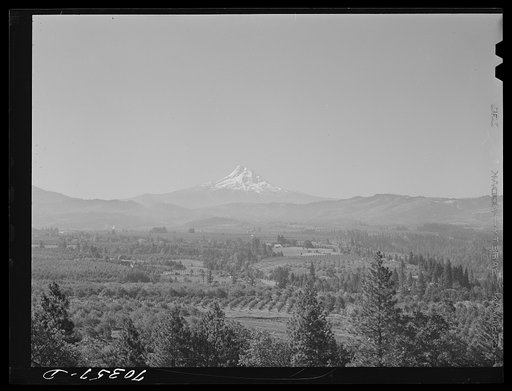 Orchards in Hood River Valley. Mount Hood in background. Oregon