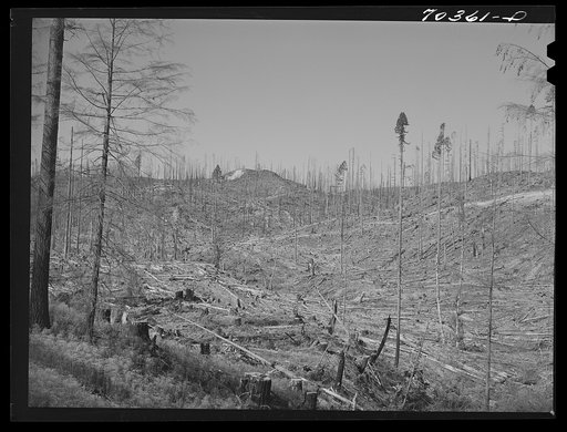 Untitled photo, possibly related to: Cut-over forest land. Clatsop County, Oregon