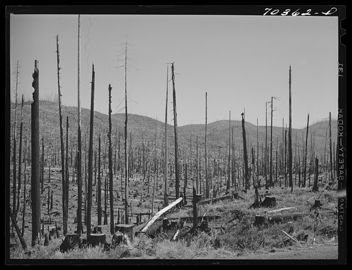 Untitled photo, possibly related to: Cut-over forest land. Clatsop County, Oregon