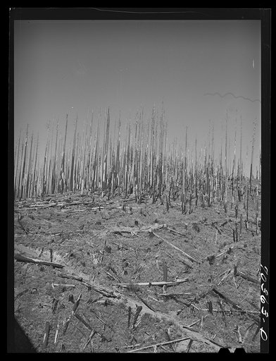 Cut-over burned over forest land. Clatsop County, Oregon