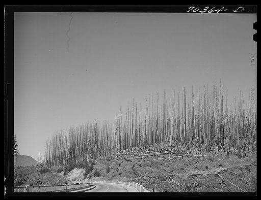 Untitled photo, possibly related to: Cut-over forest land. Clatsop County, Oregon