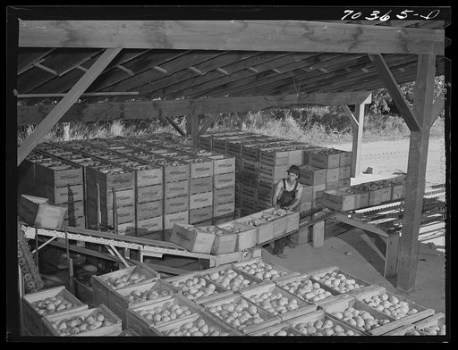 Crates of pears just in from the orchard. Hood River, Oregon