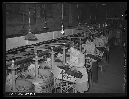 Grading, wrapping and packing pears at Hood River, Oregon. 6,500,000 boxes of freshly packed fruit are shipped from Hood River annually