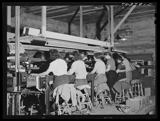Graders in pear packing plant. Hood River, Oregon