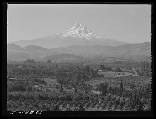 Untitled photo, possibly related to: Orchards of Hood River Valley, Oregon, with Mount Hood in the background