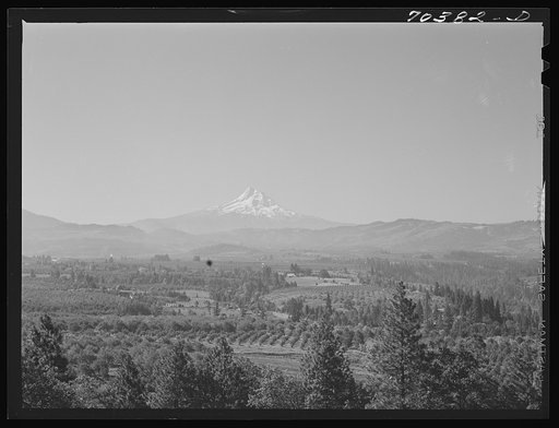 Orchards of Hood River Valley, Oregon, with Mount Hood in the background