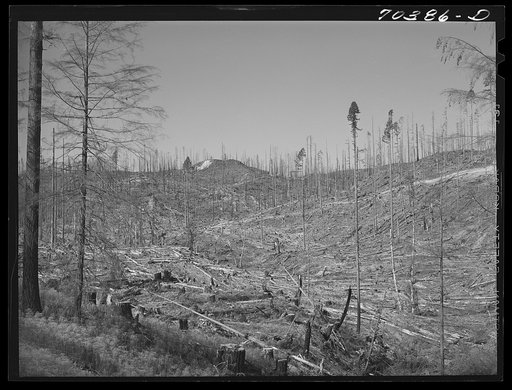 Untitled photo, possibly related to: Cut-over forest land. Clatsop County, Oregon