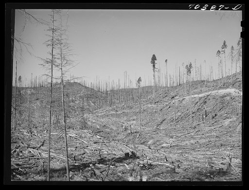 Cut-over forest land. Clatsop County, Oregon