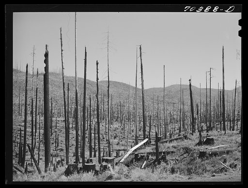 Cut-over burned-over forest land.  Clatsop County, Oregon