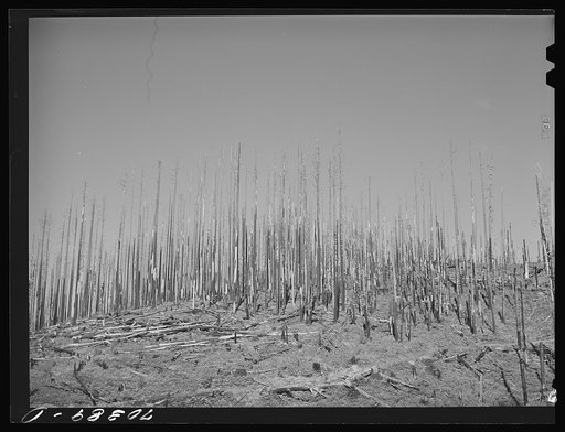 Cut-over burned-over forest land.  Clatsop County, Oregon