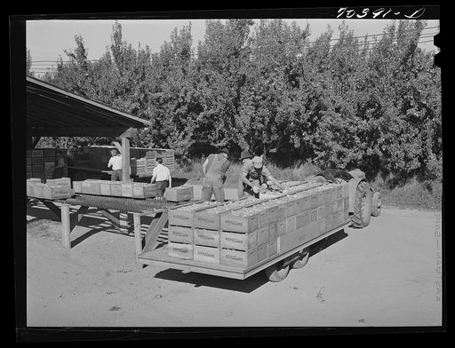 Pears arriving from orchard at packing plant. Hood River, Oregon