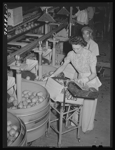 Wrapping and packing pears. Hood River, Oregon