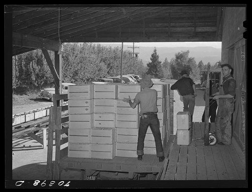Packing crates of pears onto truck which will take them into town for shipment by rail to the markets. Hood River, Oregon