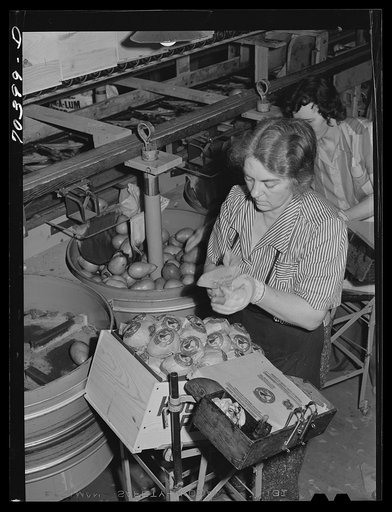 Wrapping and packing pears. Hood River, Oregon