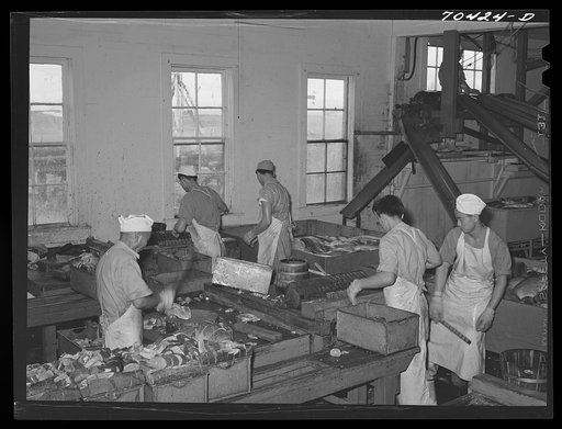 Untitled photo, possibly related to: Slicing salmon for canning at the Columbia River Packing Association. Astoria, Oregon