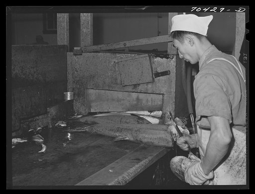 Salmon butcher. Columbia River Packing Association, Astoria, Oregon. During the peak of the run there were 150 butchers working in this plant. Townspeople, CCC (Civilian Conservation Corps) boys, and furloughed soldiers helped out
