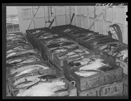 Tuna packed in ice waiting to be canned at the Columbia River Packing Association. Astoria, Oregon