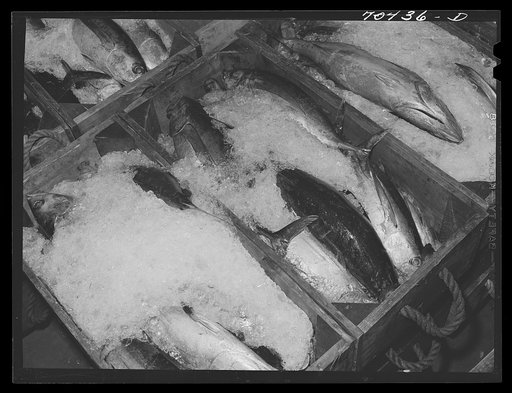 Tuna packed in ice waiting to be canned. Columbia River Packing Association, Astoria, Oregon