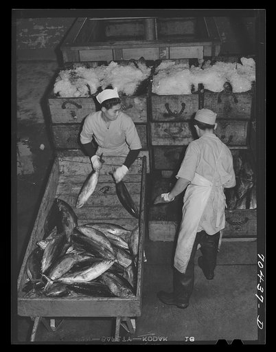 Tuna being packed in ice. Astoria, Oregon