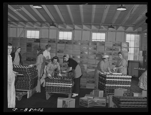 Packing canned salmon into cases. Columbia River Packing Association, Astoria, Oregon