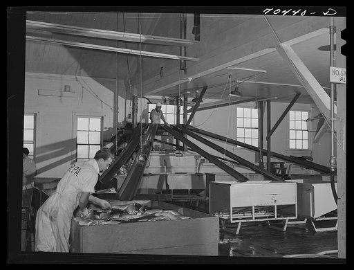 The grader of the salmon is at the top of the chutes. Columbia River Packing Association, Astoria, Oregon. The grader, who must be fast and unerring in judgement, is one of the most important men in the cannery