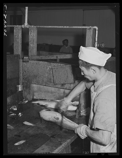 Salmon butcher. Columbia River Packing Association, Astoria, Oregon