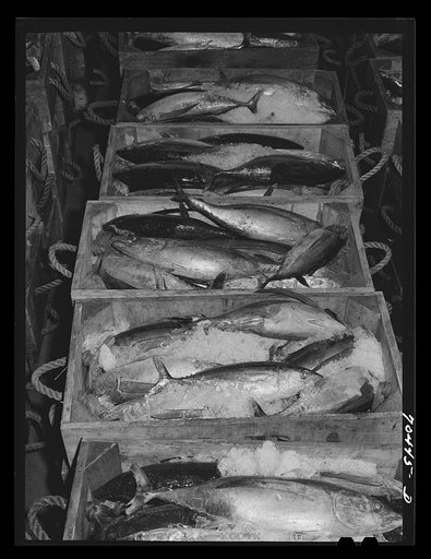 Tuna in ice. Columbia River Packing Association, Astoria, Oregon