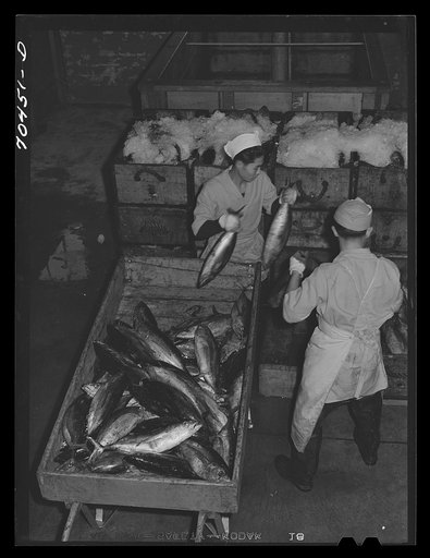 Untitled photo, possibly related to: Tuna being packed in ice. Astoria, Oregon