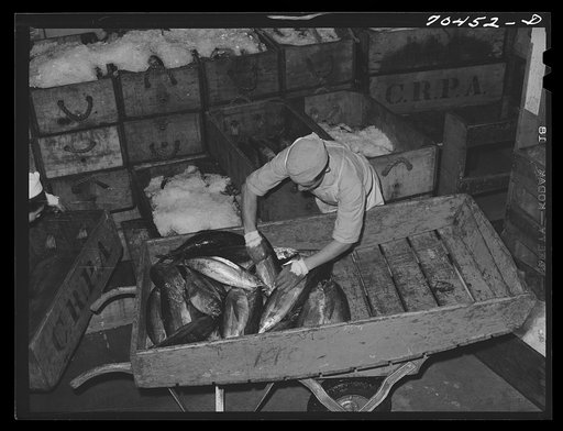 Untitled photo, possibly related to: Tuna being packed in ice. Astoria, Oregon