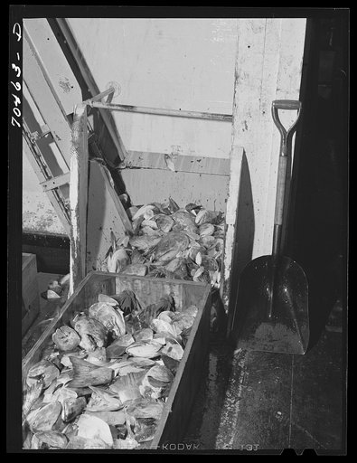 Heads and tails of salmon which will be boiled to reclaim the valuable oils. Columbia River Packing Association, Astoria, Oregon