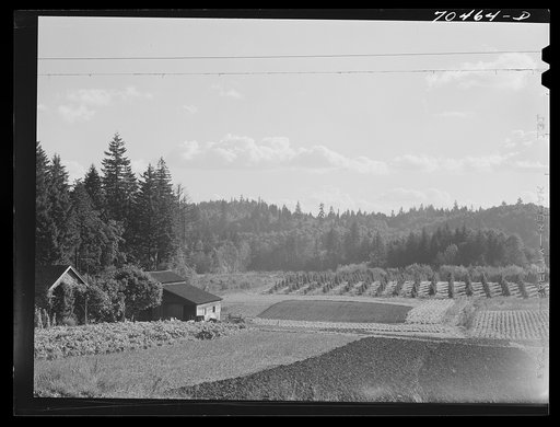 Fall gardens and orchards. Willamette Valley, Clackamas County, Oregon. This section produces truck for the Portland area and some out of state export