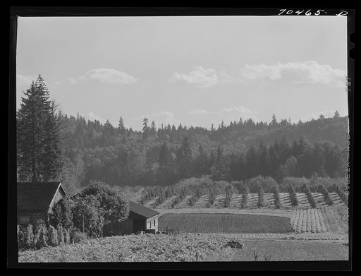 Untitled photo, possibly related to: Fall gardens and orchards. Willamette Valley, Clackamas County, Oregon. This section produces truck for the Portland area and some out of state export