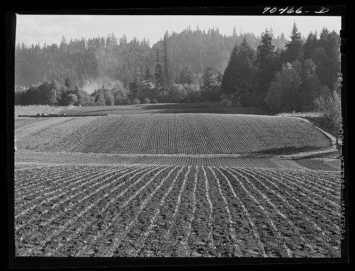 Untitled photo, possibly related to: Fall spinach. Willamette Valley, Clackamas County, Oregon