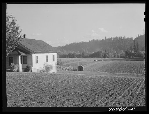 Fall spinach. Willamette Valley, Clackamas County, Oregon